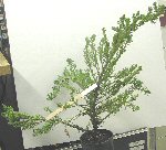 nursery juniper